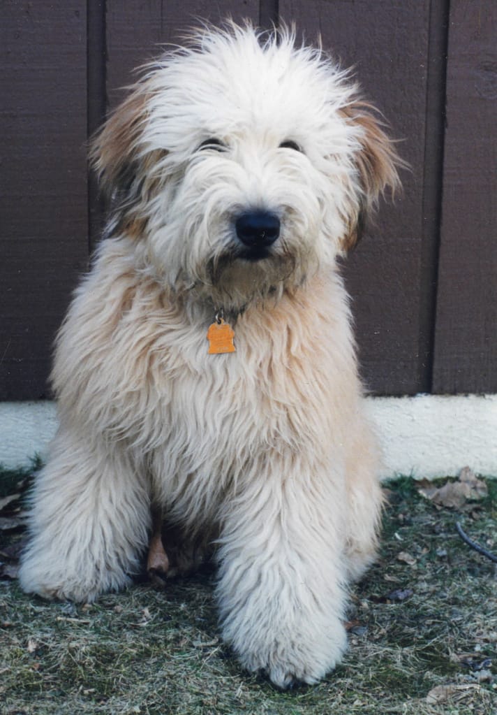 My Wheaten Terrier Pup - Sandy J Montgomery