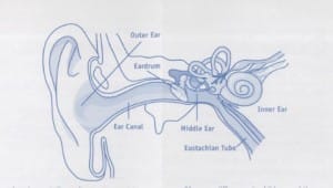 Diagram of the human ear