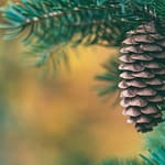 Hemlock Spruce