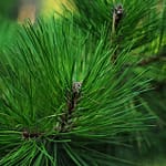 Scotch Pine
