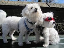 Maltese Dogs Wearing Sunglasses